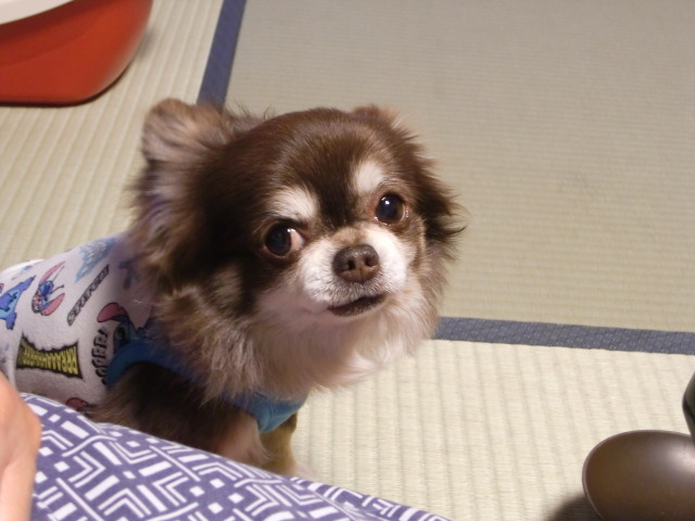 お部屋ではワンコは自由に過ごせます。