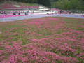 写真クチコミ:芝桜
