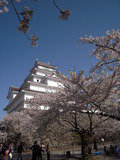 写真クチコミ:鶴ヶ城の桜はとてもきれいでした。