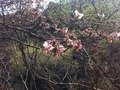 桜のクチコミ写真