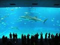 ちゅら海水族館のクチコミ写真