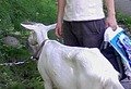 写真クチコミ:動物がいる宿