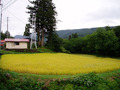 写真クチコミ:日本の原風景
