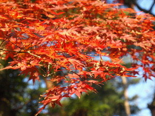 周辺の観光地　平泉・毛越寺
