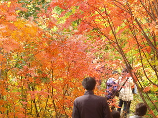 秋の黒部平(黒部平高山植物園)